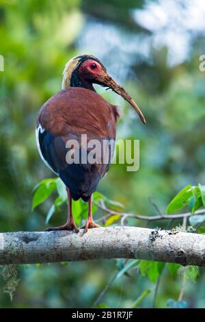 Madagascar crested wood ibis (Lophotibis cristata) preening, endemic to ...