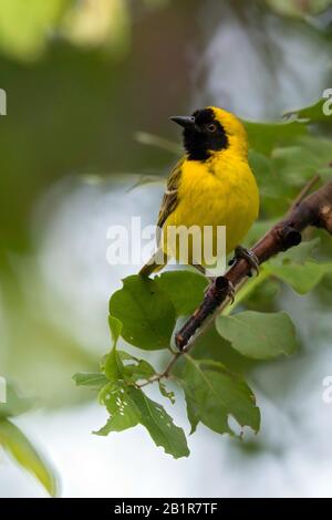 little masked weaver (Ploceus luteolus), on a branch, Africa Stock Photo