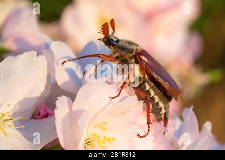 Common cockchafer, Maybug, Maybeetle (Melolontha melolontha), male sitting on a blossom, side view, Germany