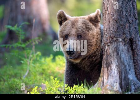 European brown bear (Ursus arctos arctos), at a tree trunk, portrait, Finland, Karelia, Suomussalmi