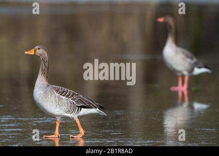 greylag goose (Anser anser anser, Anser anser), two geese on a frozen lake, Germany