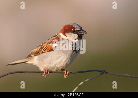 house sparrow (Passer domesticus), male on a fence, Germany, Bavaria Stock Photo