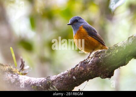 Forest Rock Thrush (Monticola sharpei), perched on a branch, Madagascar Stock Photo