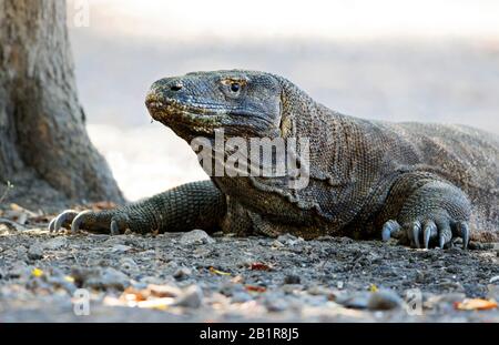 Komodo dragon, Komodo monitor, ora (Varanus komodoensis), lying, Indonesia Stock Photo