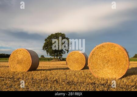 bales of straw on a field in evening light, Germany, Lower Saxony, Oldenbuger Muensterland Stock Photo