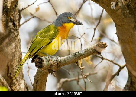 Grey-headed Bushshrike, Grey-headed Bush-shrike (Malaconotus blanchoti ...