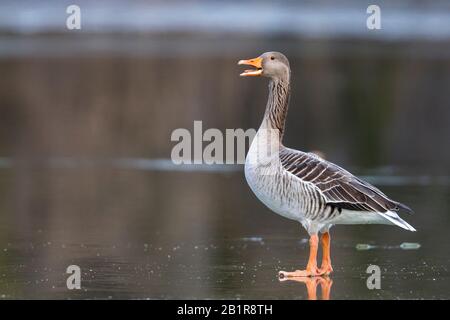 greylag goose (Anser anser anser, Anser anser), stands on frozen lake and calls, Germany Stock Photo