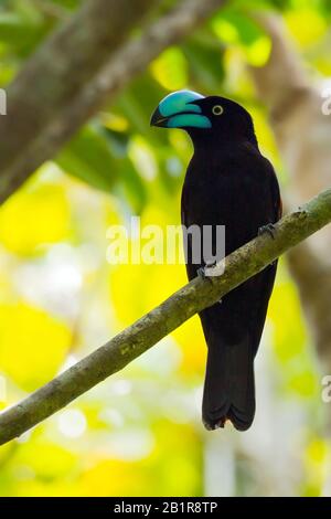 helmet bird (Euryceros prevostii), male, a stunning endemic of Madagascar and restricted to lowland and lower montane rainforests of northeastern Madagascar, Madagascar Stock Photo