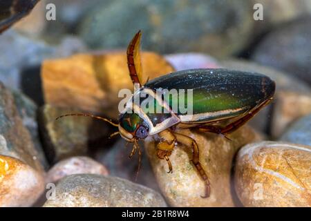 Great diving beetle (Dytiscus marginalis), male, Germany, Baden-Wuerttemberg Stock Photo