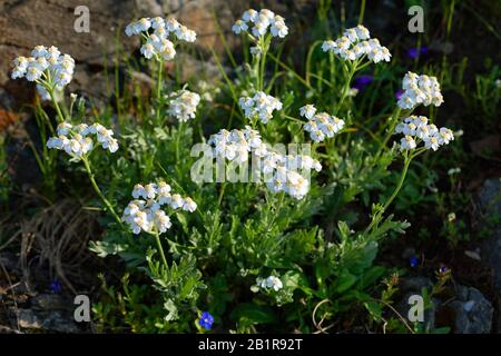 Musk milfoil (Achillea moschata, Achillea erba-rotta ssp. moschata ), blooming Stock Photo