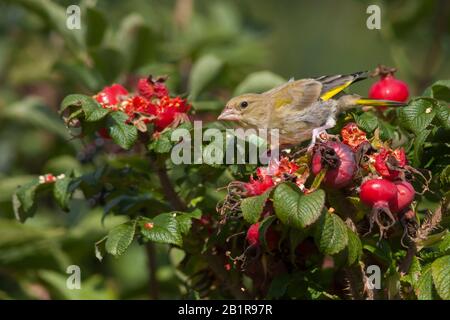 western greenfinch (Carduelis chloris, Chloris chloris), juvenile on a rose bush, Germany Stock Photo
