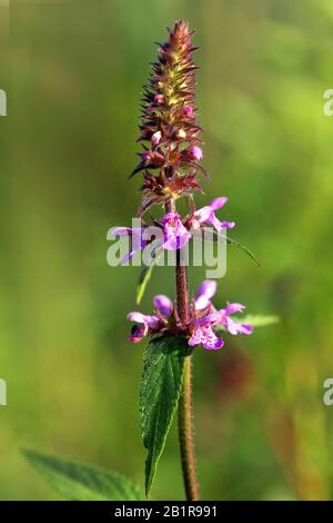 marsh betony, marsh woundwort, swamp hedge-nettle, marsh hedge-nettle (Stachys palustris), Germany, Bavaria Stock Photo