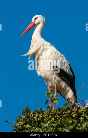 white stork (Ciconia ciconia), standing in the nest, side view, Germany, Lower Saxony Stock Photo