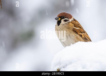 Eurasian tree sparrow (Passer montanus), perching in the snow, side view, Germany, Bavaria Stock Photo