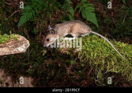 wood mouse, long-tailed field mouse (Apodemus sylvaticus), climbing on a mossy broken branch, side view, Germany, Baden-Wuerttemberg