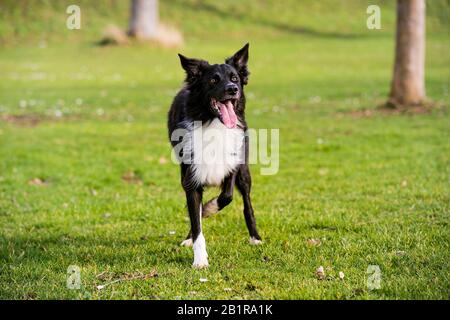 Border collie leash training best sale