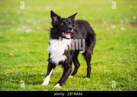 Dod obidience training. Full length of curious border collie dog looking focused ahead enjoying a sunny day and playing games with his master. Stock Photo