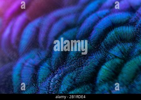 Close-up of the  peacock feathers .Macro blue feather, Feather, Bird, Animal. Macro photograph. Stock Photo