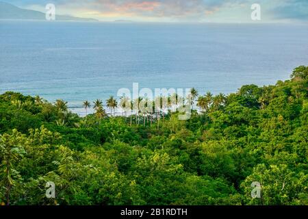 A high angle view of a beautiful, lush forest and coconut palm trees near the sea, on a tropical island in the Philippines. Puerto Galera, Mindoro. Stock Photo