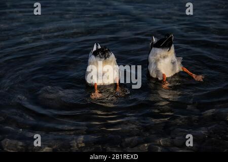 mallard ducks at the Garda lake in Italy Stock Photo