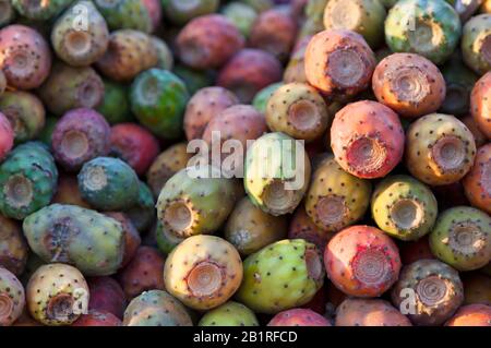 Opuntia, commonly called prickly pear, is a genus in the cactus family, Cactaceae. Prickly pears are also known as tuna (fruit), sabra, nopal or paddl Stock Photo