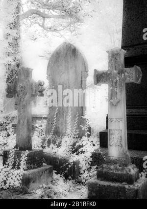 An infrared shot of old, ivy-covered Victorian gravestones. Stock Photo