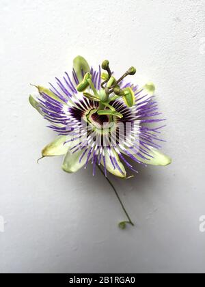 Mburucuyá flower. Purple Passion Flower Isolated On White Background Stock Photo