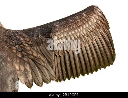 opened wing of cormorant bird isolated on white Stock Photo