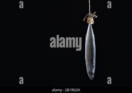 Smoked Mackerel Fish on Rope Isolated On Black Background Stock Photo
