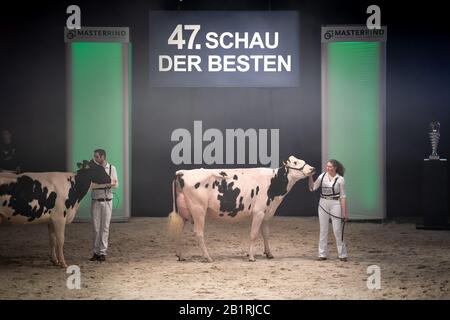 27 February 2020, Lower Saxony, Verden: Cows are guided through the hall at the cattle breeding exhibition 'The show of the best'. Over 200 Holstein dairy cows are presented by their owners at the 47th edition of the 'Schau der Besten'. The evaluation criteria for the prospective beauty queens are, among others, beautiful udders, strong legs and a wide pelvis. Photo: Sina Schuldt/dpa Stock Photo