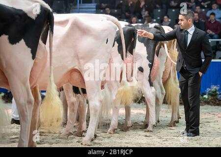27 February 2020, Lower Saxony, Verden: A judge looks at the cows at the cattle show 'The show of the best'. Over 200 Holstein dairy cows are presented by their owners at the 47th edition of the 'Schau der Besten'. The evaluation criteria for the prospective beauty queens are, among others, beautiful udders, strong legs and a wide pelvis. Photo: Sina Schuldt/dpa Stock Photo