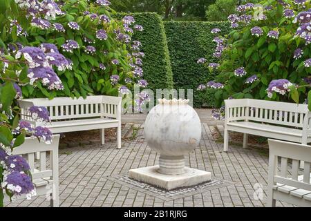 White benches and a small fountain, framed by hydrangea flowers in a public park. Hydrangea aspera ssp. strigosa Stock Photo