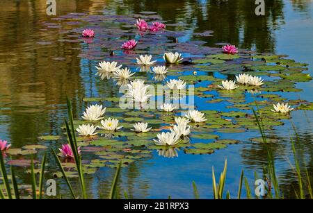 Water Lily Family, Nymphaeaceae, red and white, Stock Photo