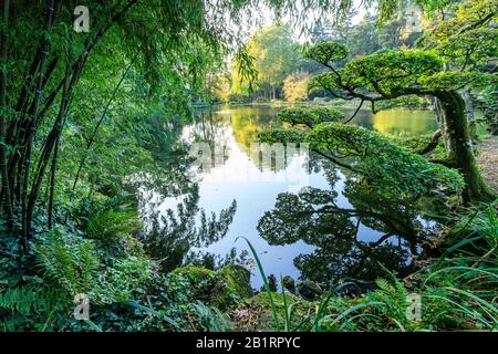 France, Maine et Loire, Maulevrier, the Parc Oriental de Maulevrier, pond and cloud cut beech or niwaki, bamboo, ferns // France, Maine-et-Loire (49), Stock Photo