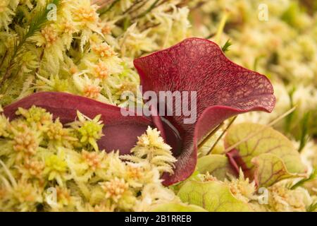 Purple Pitcher Plant (Sarracenia Purpurea) Stock Photo