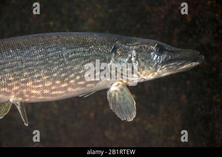 The northern pike (Esox lucius), known simply as a pike Stock Photo