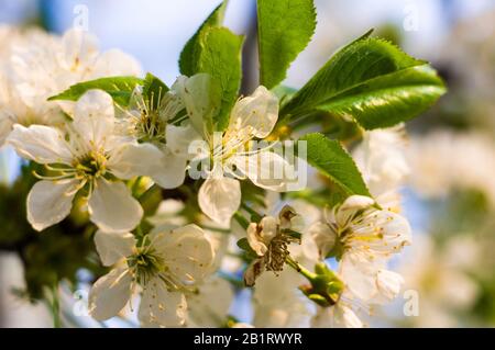 Background blooming beautiful white cherries in raindrops on a sunny day in early spring close up Stock Photo