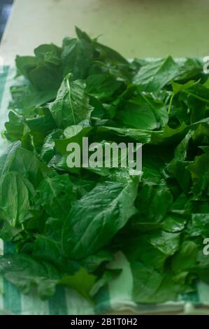 Edible leafs of Spinach (Spinacia oleracea) are being air dried on a cloth outdoors after picking and washing to prepare for storage Stock Photo