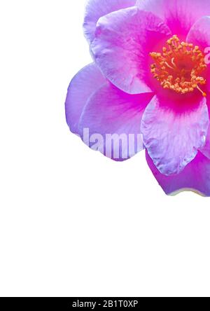 White background with violet flower border decoration Stock Photo