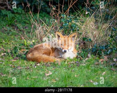 Handsome fox resting in morning sun in the garden. Gazing eye to eye. One of a series of the fox at rest in a village garden in Hertfordshire.. Stock Photo