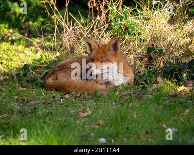 Handsome fox resting in morning sunshine in the garden.One of a series. Stock Photo