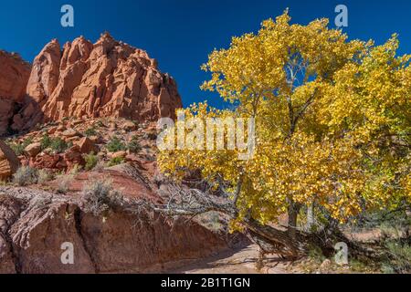 Fremont's cottonwood tree in autumn colors, Wingate Sandstone rocks, Long Canyon, Burr Trail Road, Grand Staircase-Escalante National Monument, Utah Stock Photo