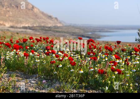 A meadow of red poppy (papaver) flowers at sunset. After a rare rainy season in the Judaea Desert and on the shores of the Dead Sea an abundance of wi