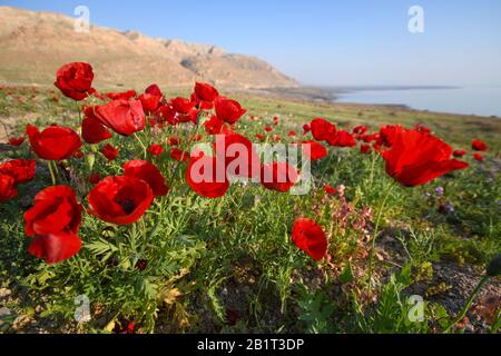 A meadow of red poppy (papaver) flowers at sunset. After a rare rainy season in the Judaea Desert and on the shores of the Dead Sea an abundance of wi Stock Photo