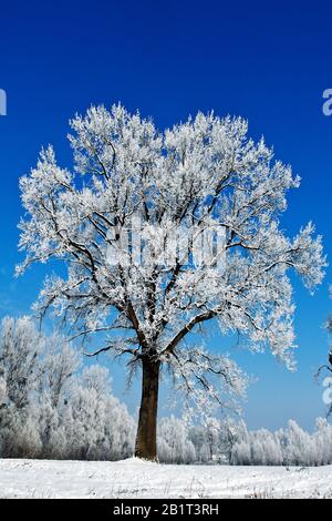 Eine Landschaft mit Raureif, Frost und Schnee auf Baum im Winter. Stock Photo