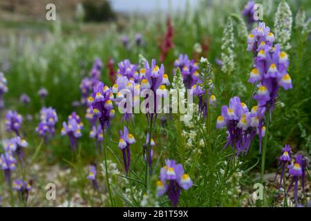 After a rare rainy season in the Judaea Desert and on the shores of the Dead Sea an abundance of wildflowers sprout out and bloom. Purple white and ye Stock Photo