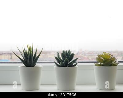 Green plant on the windowsill. Stock Photo