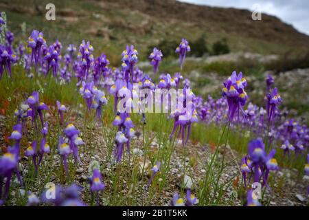 After a rare rainy season in the Judaea Desert and on the shores of the Dead Sea an abundance of wildflowers sprout out and bloom. Purple white and ye Stock Photo