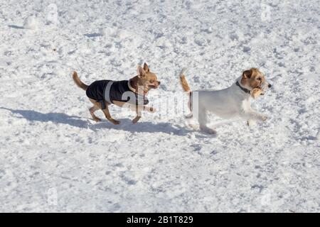 Jack russell terrier puppy and chihuahua puppy are playing in the winter park. Pet animals. Purebred dog Stock Photo