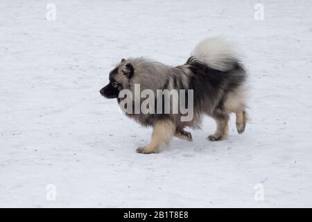 Cute deutscher wolfspitz puppy is walking in the winter park. Pet animals. Purebred dog. Stock Photo